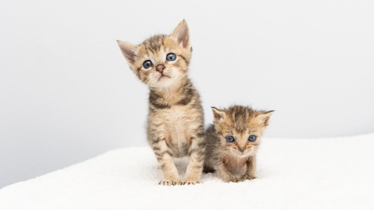 Collaborative Outreach Saves Kitten with Rare Disorder School of